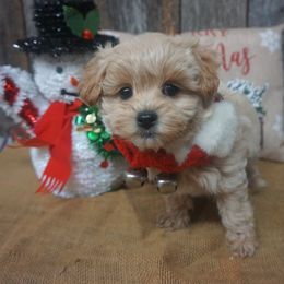 Jingle - Maltipoo puppy from Panther Creek Road