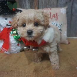 Jingle - Maltipoo puppy from Panther Creek Road