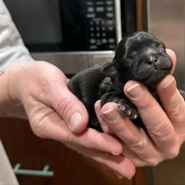Lumi - Black female Shih Tzu puppy in Abilene, Texas from L&L Euro Boxers and Small Town Shih Tzus