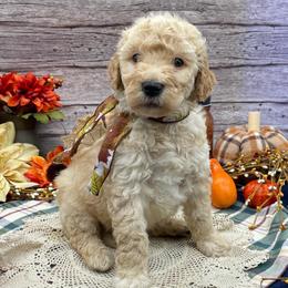 Jasper - Cream male Goldendoodle puppy in Lisbon, Ohio from Willow Lane Doodles