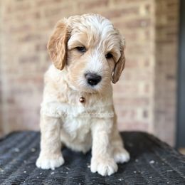 Flynn (Brown) - Apricot male Australian Labradoodle puppy in San Antonio, Texas from Pinnacle Labradoodles