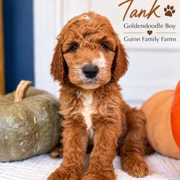 Tank - male Goldendoodle puppy in Grove, Oklahoma from Guinn Family Farms