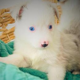 Meringue - Blue merle female Miniature Australian Shepherd puppy in Liberty Hill, Texas from Stone & Sage ATX Toy & Mini Aussies