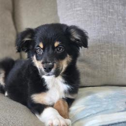 Snickers - Black tri male Miniature Australian Shepherd puppy in Killen, Alabama from Wilkers Wholehearted Mini Aussies