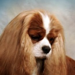 Cavalier King Charles Spaniels from Wyndancer Cavaliers