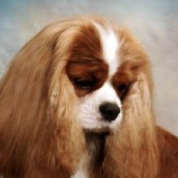Cavalier King Charles Spaniels from Wyndancer Cavaliers