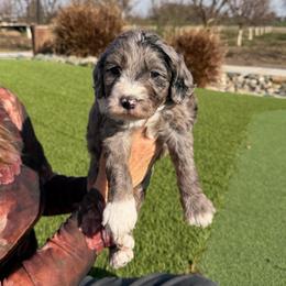 Chance - Merle male Bernedoodle puppy in Yuba City, California from Ranch House Doodles