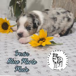 Irwin - Blue merle male Miniature Australian Shepherd puppy in Jaroso, Colorado from Heaven Sent Aussies