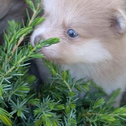 Little - Cream sable male Pomeranian puppy in Sacramento, California from Tamara's Puppies