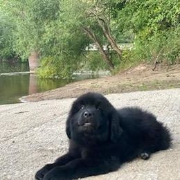 Newfoundland Puppies from Country Road Newfoundlands
