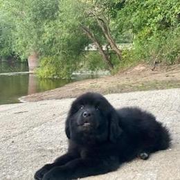 Newfoundland Puppies from Country Road Newfoundlands