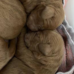 Goldendoodle Puppies from Utah Golden-doodles