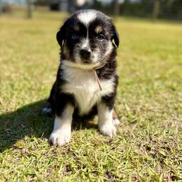 Endy - Black & white female Australian Shepherd puppy in Jacksonville, Florida from Autumn's Aussies