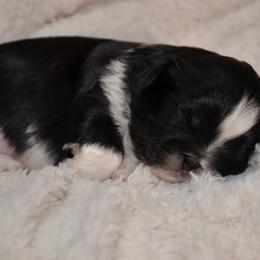 Arti - Black and white male Shih Tzu puppy in Magnolia, Texas from Furbourne Farms