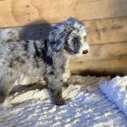 Eugene - Aussiedoodle puppy from Oldtown Doodles
