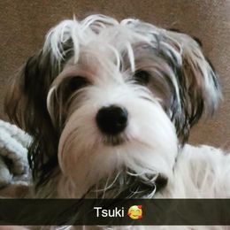 Tsuki - Yorkshire Terrier