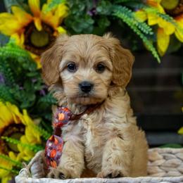 Oliver (Ollie) - Apricot male Cavapoo puppy in Maple Falls, Washington from Daisy’s Cuddly Cavapoo