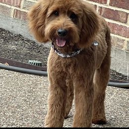 Luck - Goldendoodle