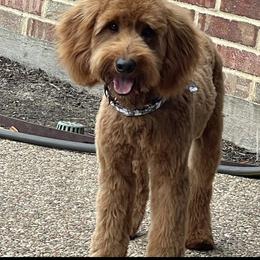 Luck - Goldendoodle