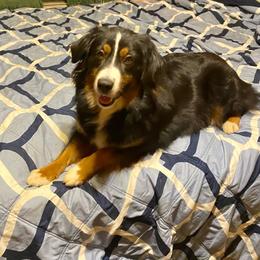 Carolina Pride's Appalachian Sugar - Black tri female Miniature American Shepherd puppy in Harmony, North Carolina from Carolina Pride Miniature American Shepherds