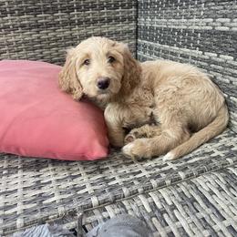 Labradoodle Puppies from CC Labradoodles