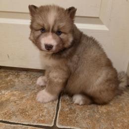 Yuji - Red and white male Siberian Husky puppy in Buckeye, Arizona from Anime Huskies