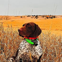 German Shorthaired Pointer All Grown Up from Stonehedge’s Shooting High