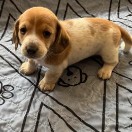 Dachshund Puppies from Lilly's Long Dogs