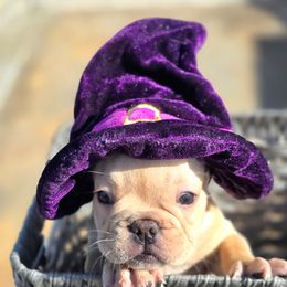 French Bulldog Puppies from County Of Orange Frenchie Family