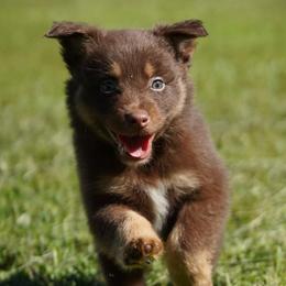 Meleys - Red tri-color female Australian Shepherd puppy in Kokomo, Indiana from North Central Aussies