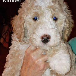 Goldendoodle Puppies from Ninnie's Doodles