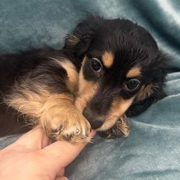 AKC Asparagus (PRA Clear) - Black and cream male Dachshund puppy in Memphis, Tennessee from River City Doxies