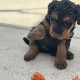 Airedale Terrier Puppies from Airedales of Myriad Ranch