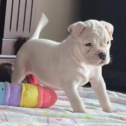 Almond Joy - White female American Bulldog puppy in Three Rivers, Michigan from Jemms Kennels
