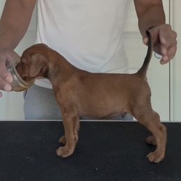Red Boy - Red male German Pinscher puppy in Corn Creek, Nevada from Levi German Pinschers