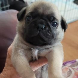 AKC Boy 5 dark fawn - Fawn male Pug puppy in Phoenix, Arizona from Pug Place Phoenix