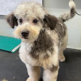 Maja - Merle male Maltipoo puppy in Lebanon, Kentucky from Mosaic Merle Doodles