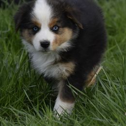 Sapphire - Black tri-color Australian Shepherd puppy in Croswell, Michigan from Platinum Edition Australian Shepherds