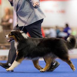 Joe - Australian Shepherd
