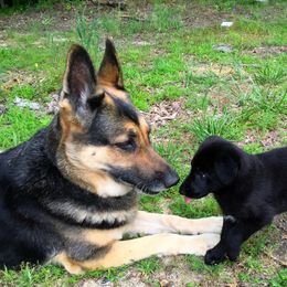 German Shepherd Puppies from Ransomshire Shepherds