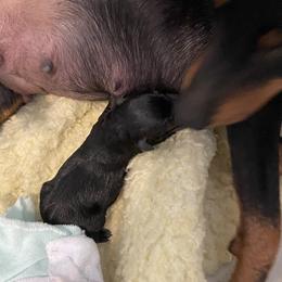 Boy 5 - Manchester Terrier puppy in Lyman, Mississippi from Raintree Manchester Terriers