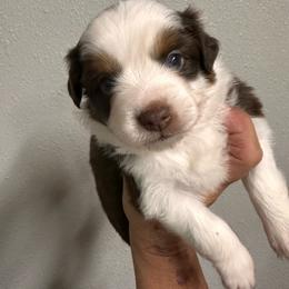Kelly - Red tri-color female Australian Shepherd puppy in Hico, Texas from Chisholm Trail Kennels