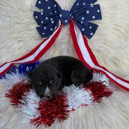 Squash - Black tan and white male Siberian Husky puppy in Folsom, Louisiana from Geaux Fluffy