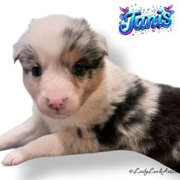 JANIS - Blue Merle Female - Blue merle female Australian Shepherd puppy in Gainesville, Texas from Lady Luck Aussies
