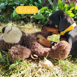 Eden - Black and rust female Doberman Pinscher puppy in Blanchester, Ohio from Battle Creek Dobermans