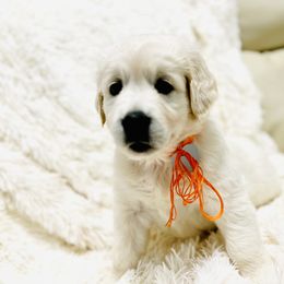 Girl 1 - Golden Retriever puppy in Galt, California from Golden Hearts Ranch English Cream Retrievers