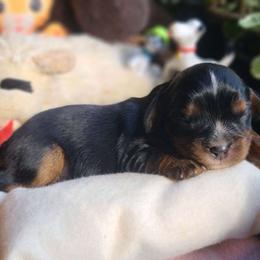 Banjo - Black and tan male Cavalier King Charles Spaniel puppy in Winthrop, New York from McMahon's Cavalier King Charles Spaniels