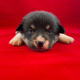 Pembroke Welsh Corgi Puppies from The Collective