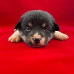 Pembroke Welsh Corgi Puppies from The Collective