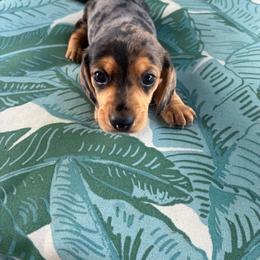 Spot - Dapple male Dachshund puppy in Newcomerstown, Ohio from Rose's Dachshunds